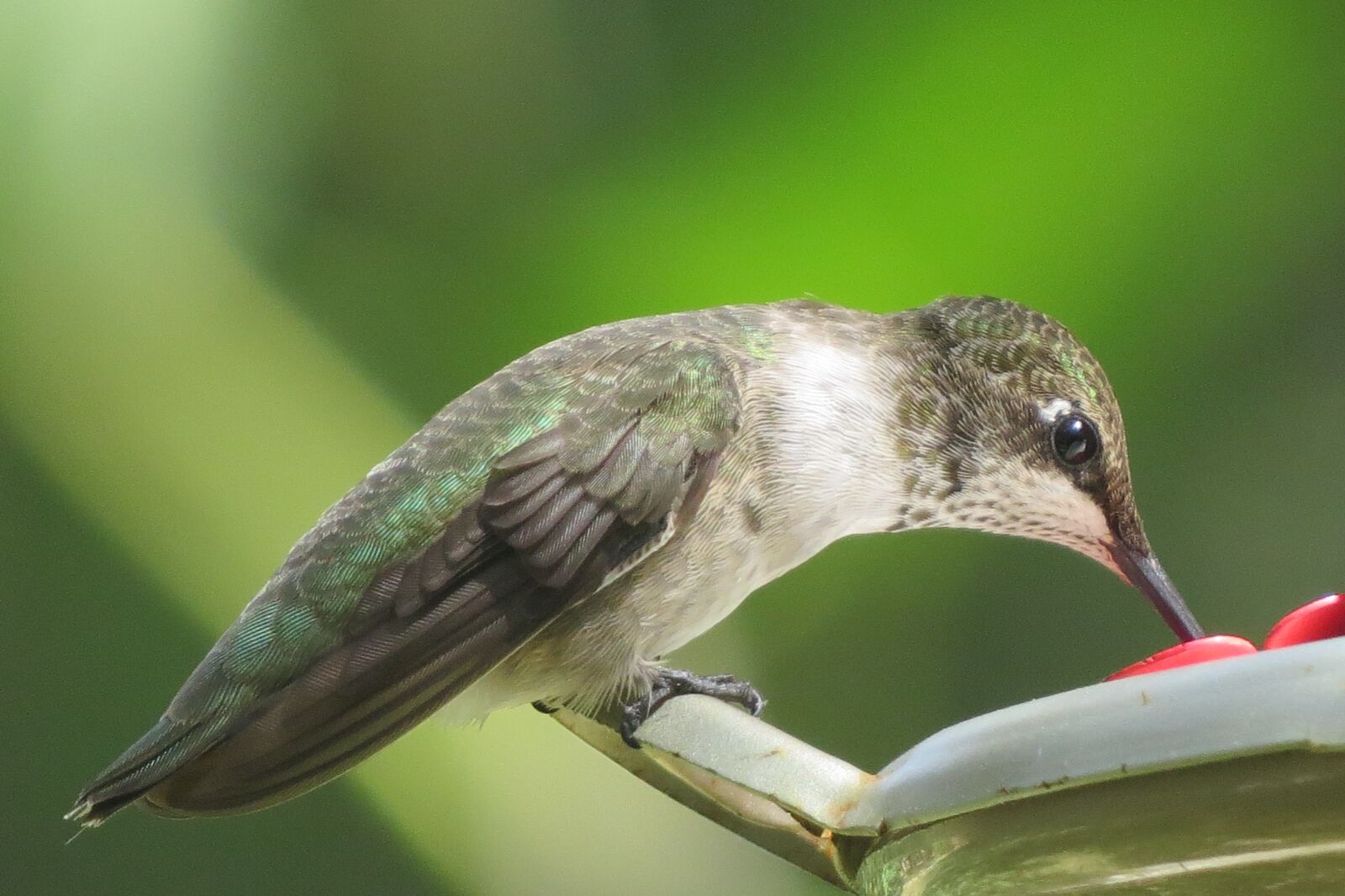Canon PowerShot SX50 HS sample photo. Bird, hummingbird, green photography