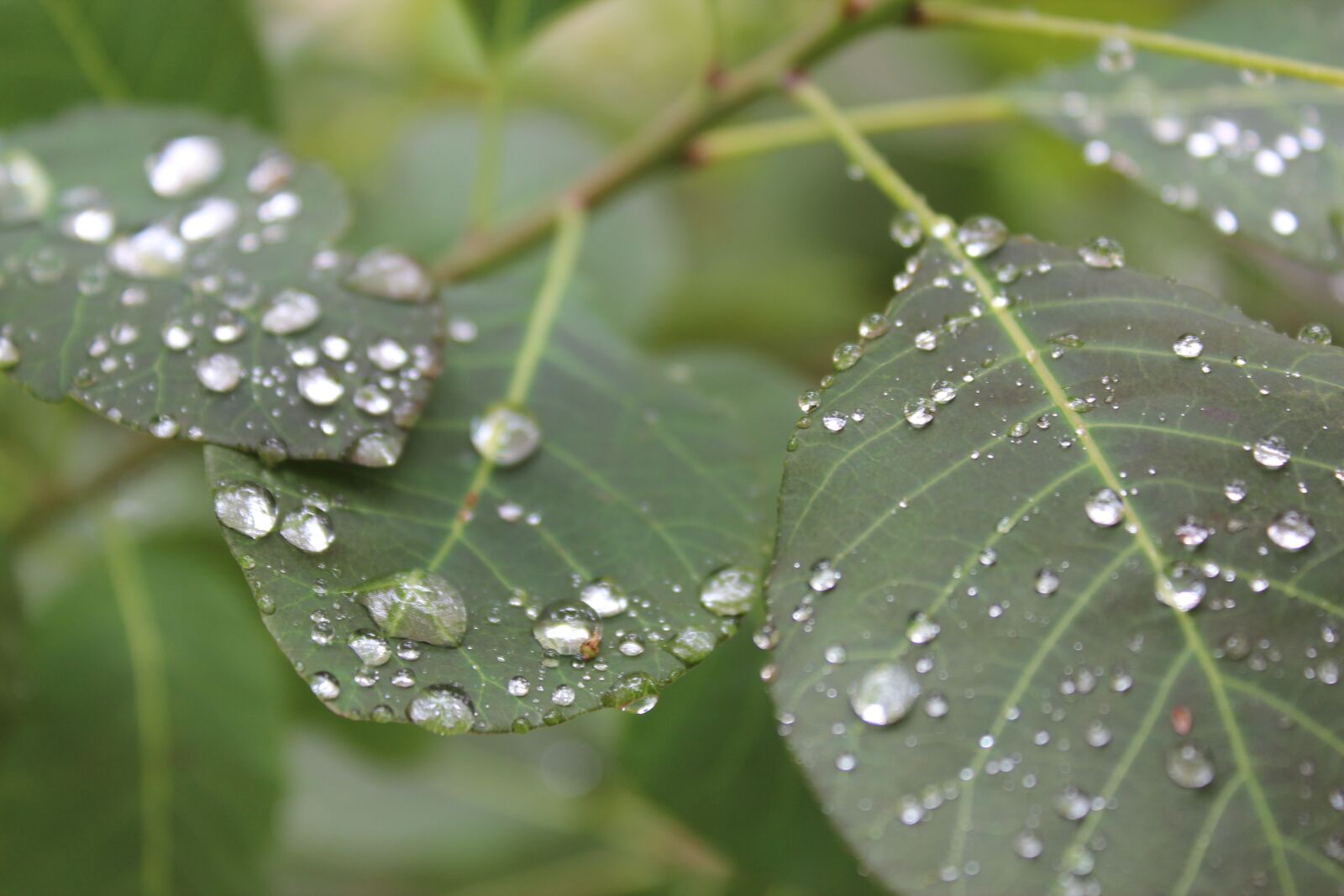 Canon EOS 600D (Rebel EOS T3i / EOS Kiss X5) sample photo. Leaves, rain, raindrops photography