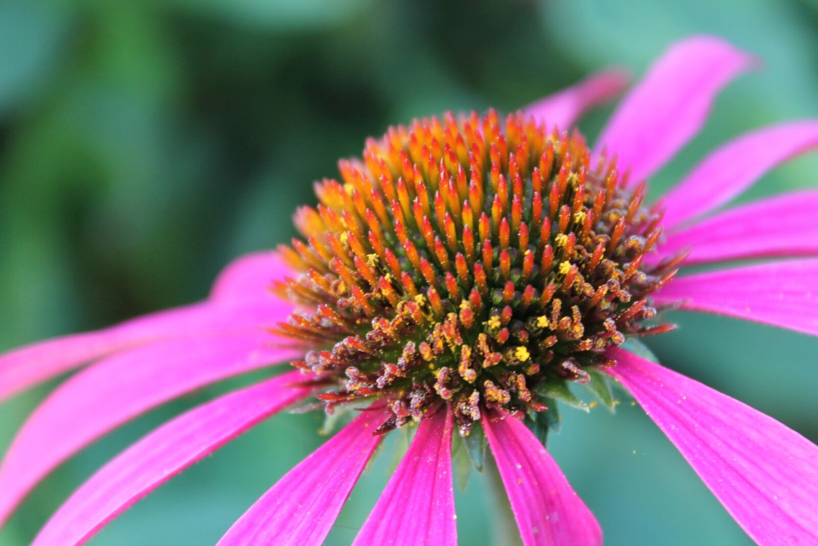 Canon EOS 1100D (EOS Rebel T3 / EOS Kiss X50) sample photo. Echinacea, coneflower, flower photography