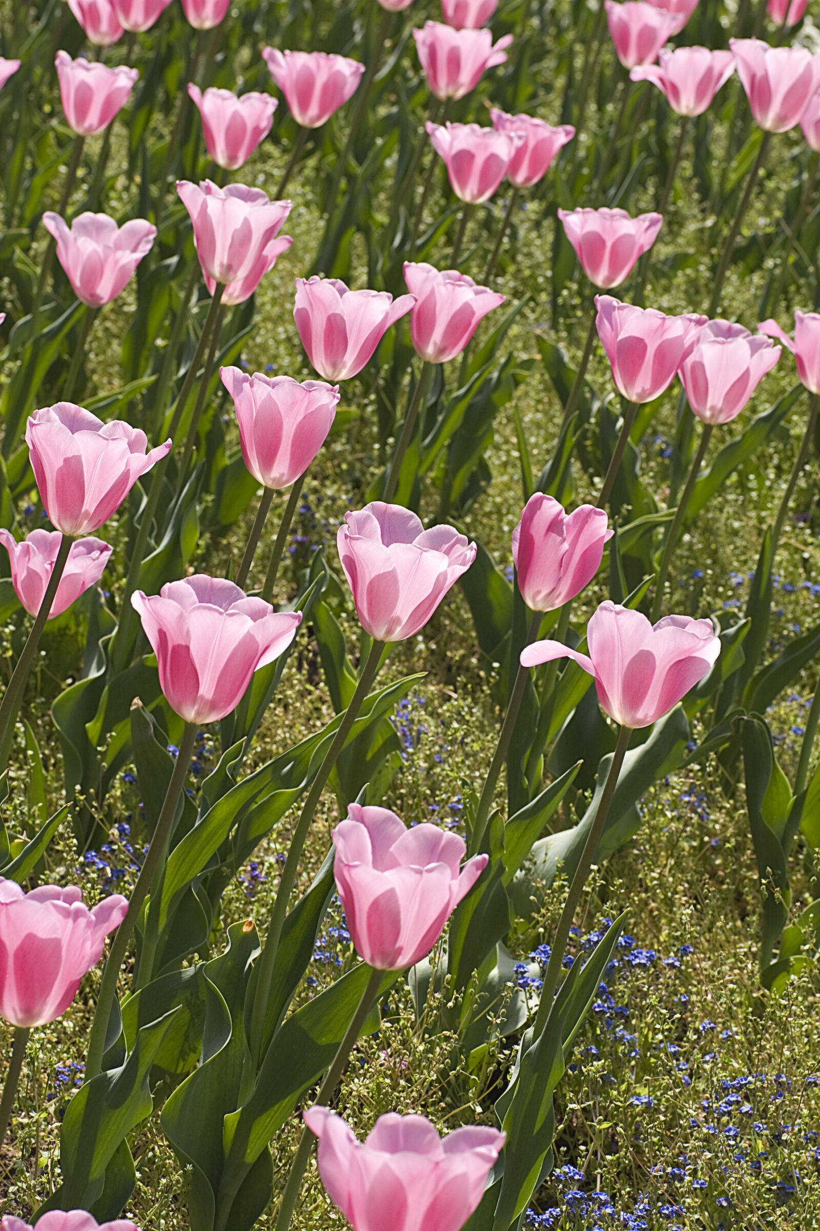 Canon EOS 20D sample photo. Tulip, flower, garden photography