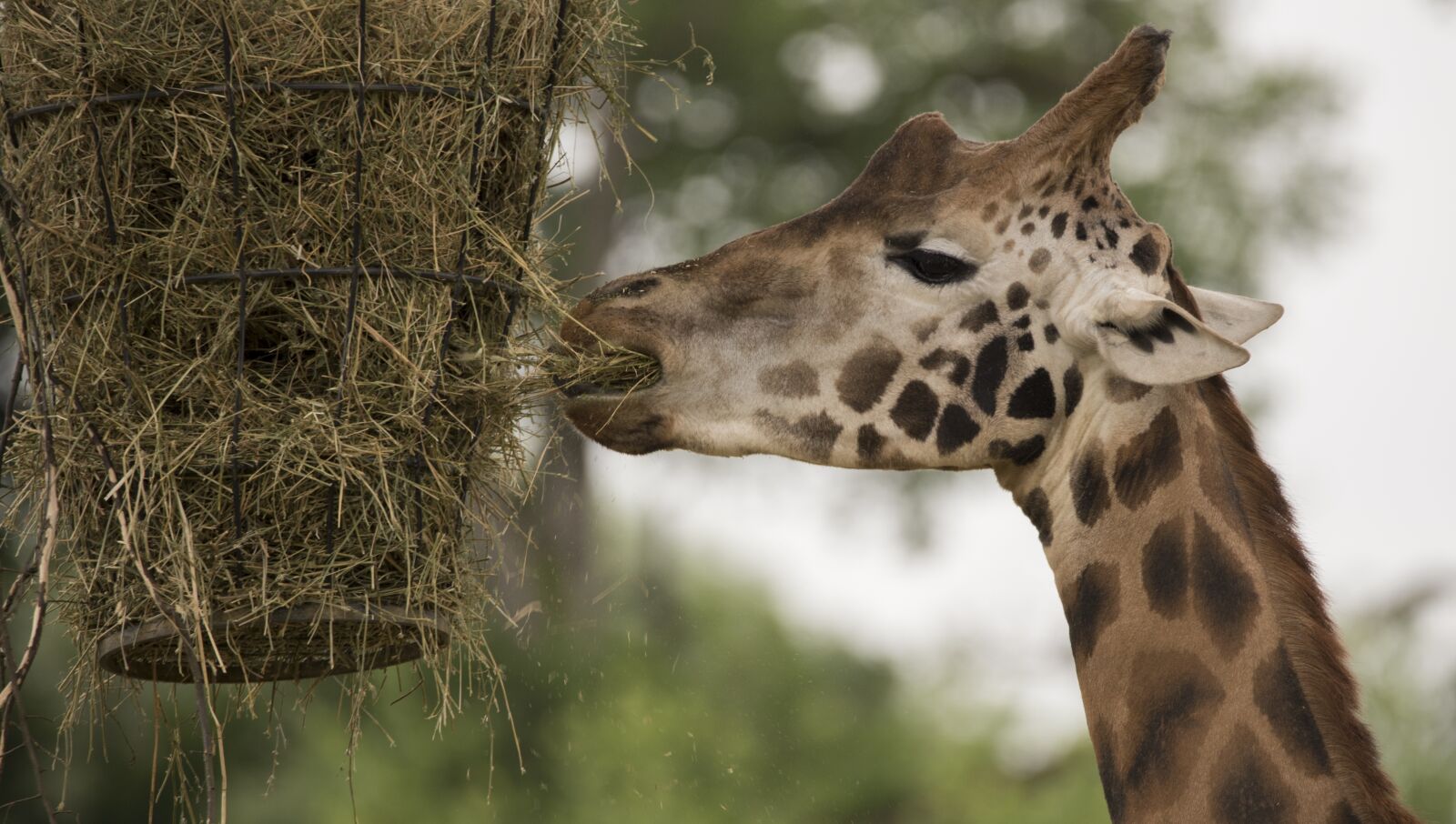 Nikon D750 sample photo. Giraffe, animals, neck photography
