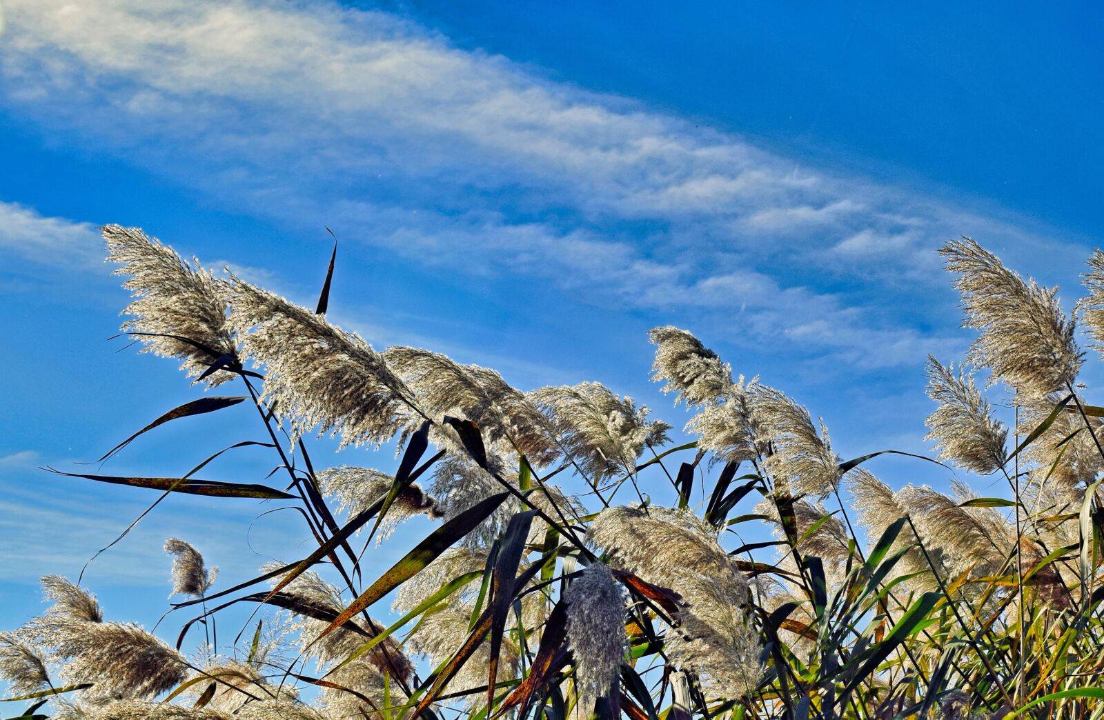 Nikon D3300 sample photo. Cattails, marsh, wetlands photography