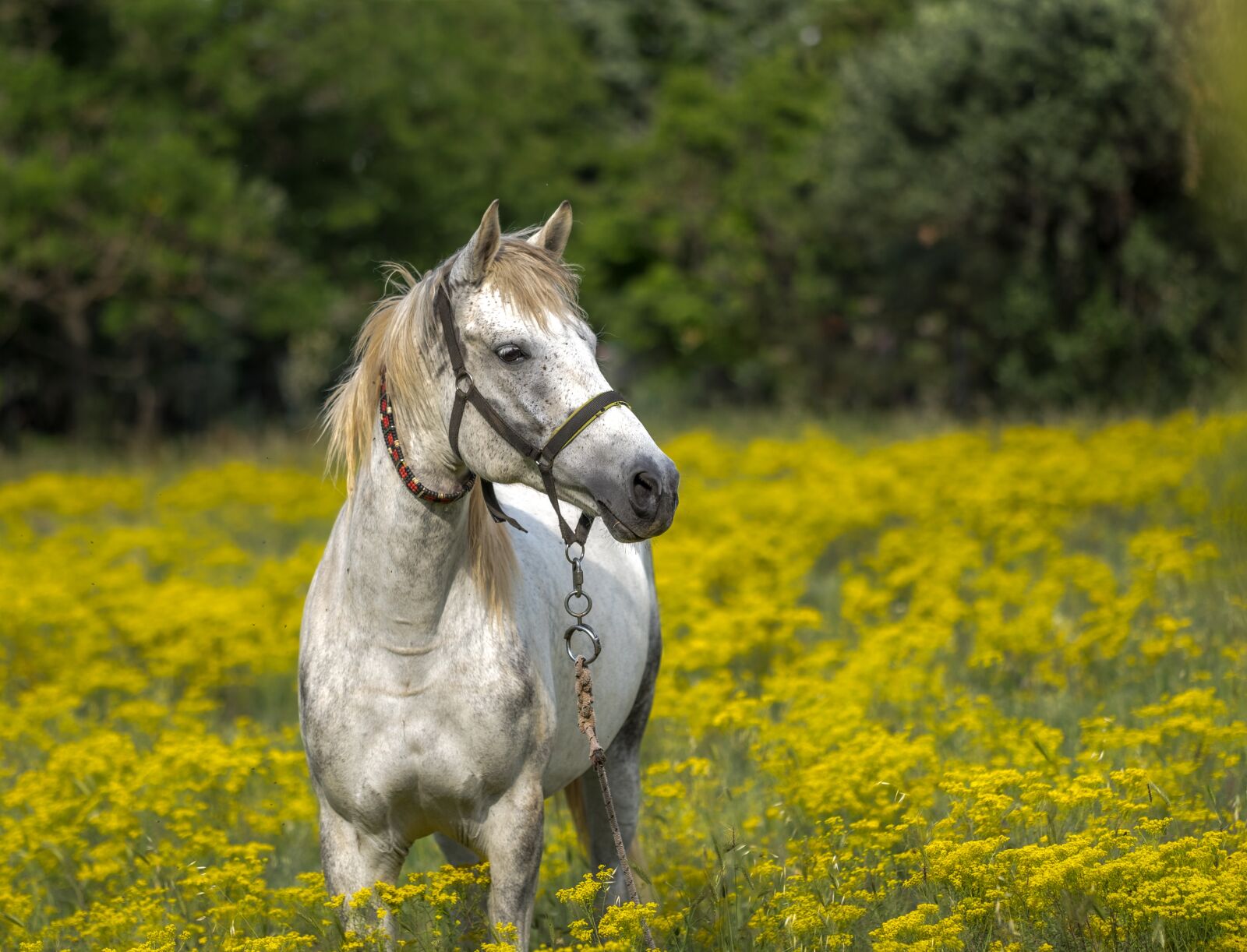 Fujifilm X-T20 sample photo. Horse, meadow, spring photography