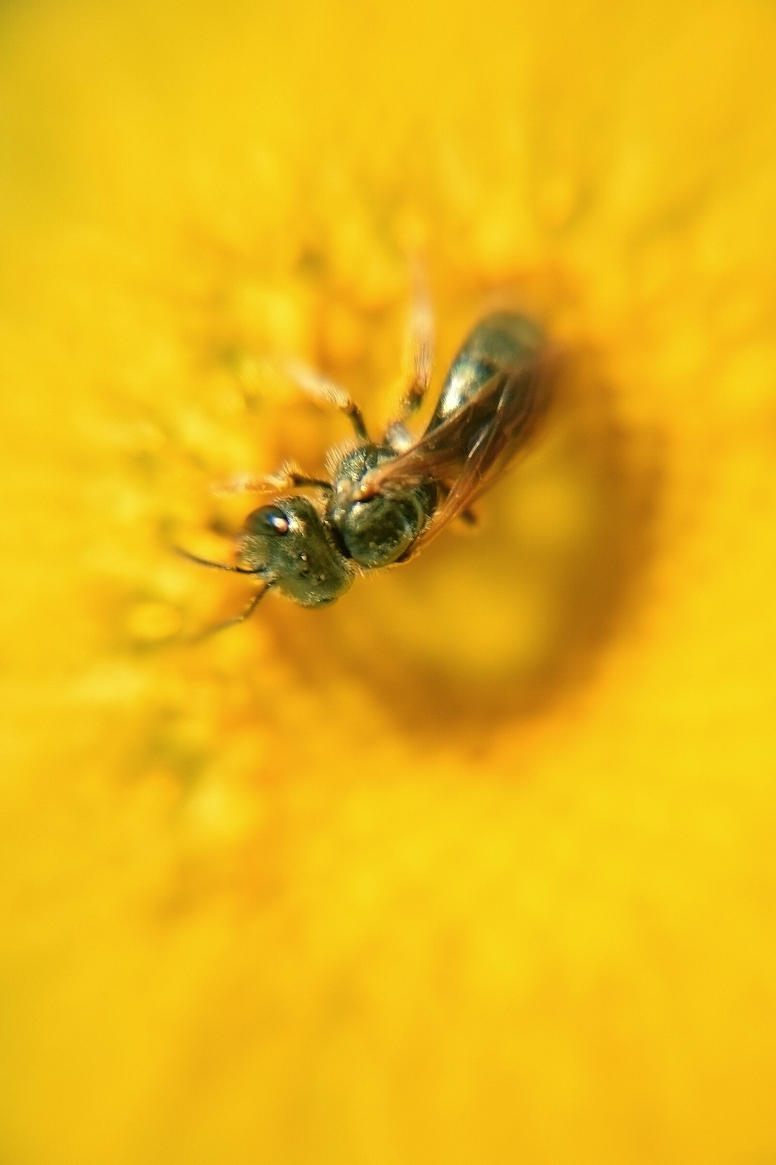 Nikon D3300 sample photo. Yellow, flower, insect, macro photography
