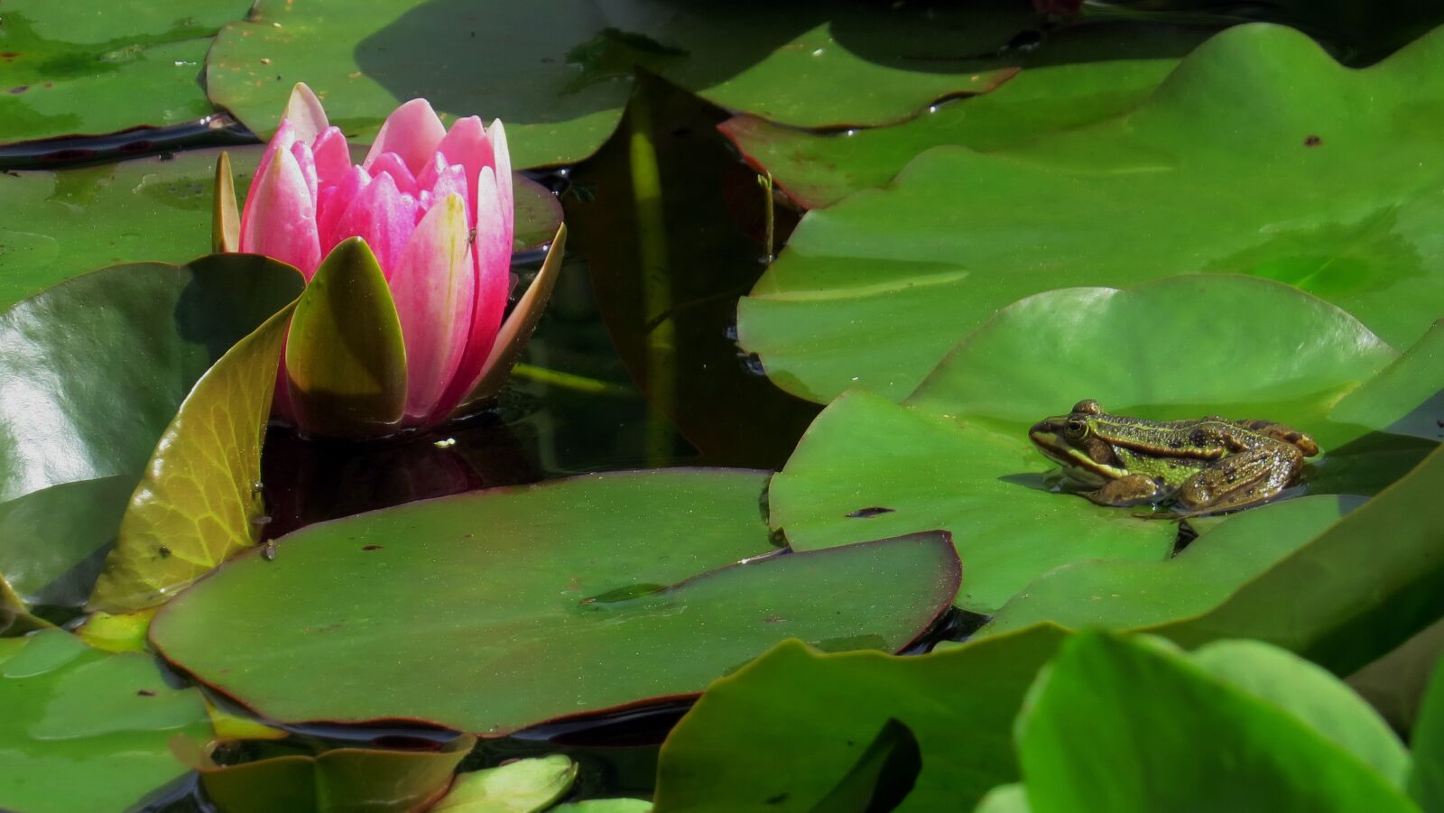 Canon PowerShot SX50 HS sample photo. Nature, animals, flowers photography