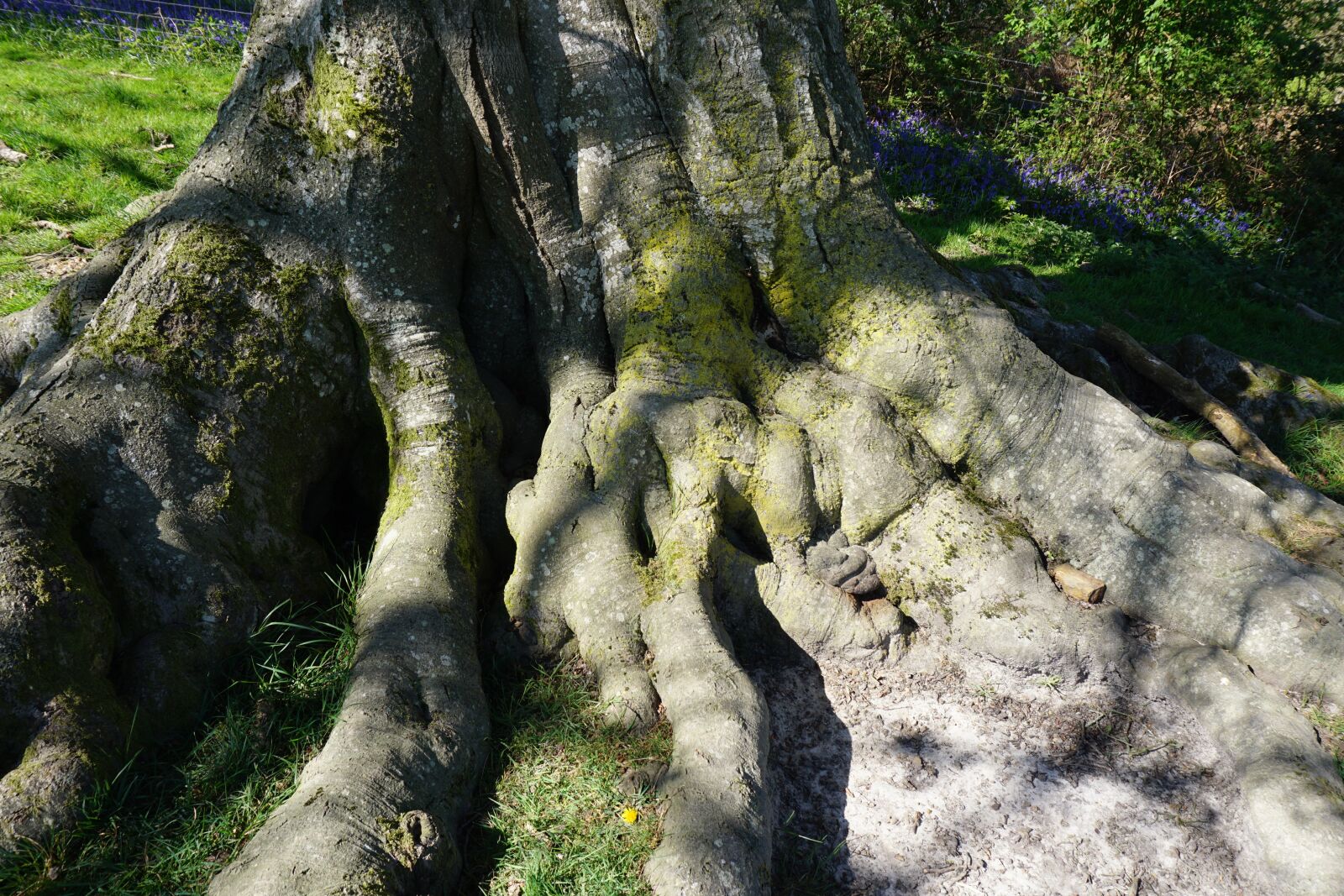 Sony a6000 sample photo. Beech, roots, old tree photography