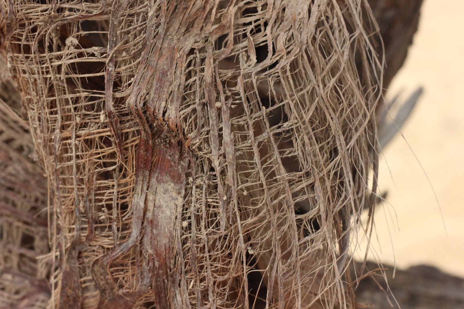Canon EOS 600D (Rebel EOS T3i / EOS Kiss X5) + Canon EF 50mm F1.8 II sample photo. Bark, palmer, close-up photography