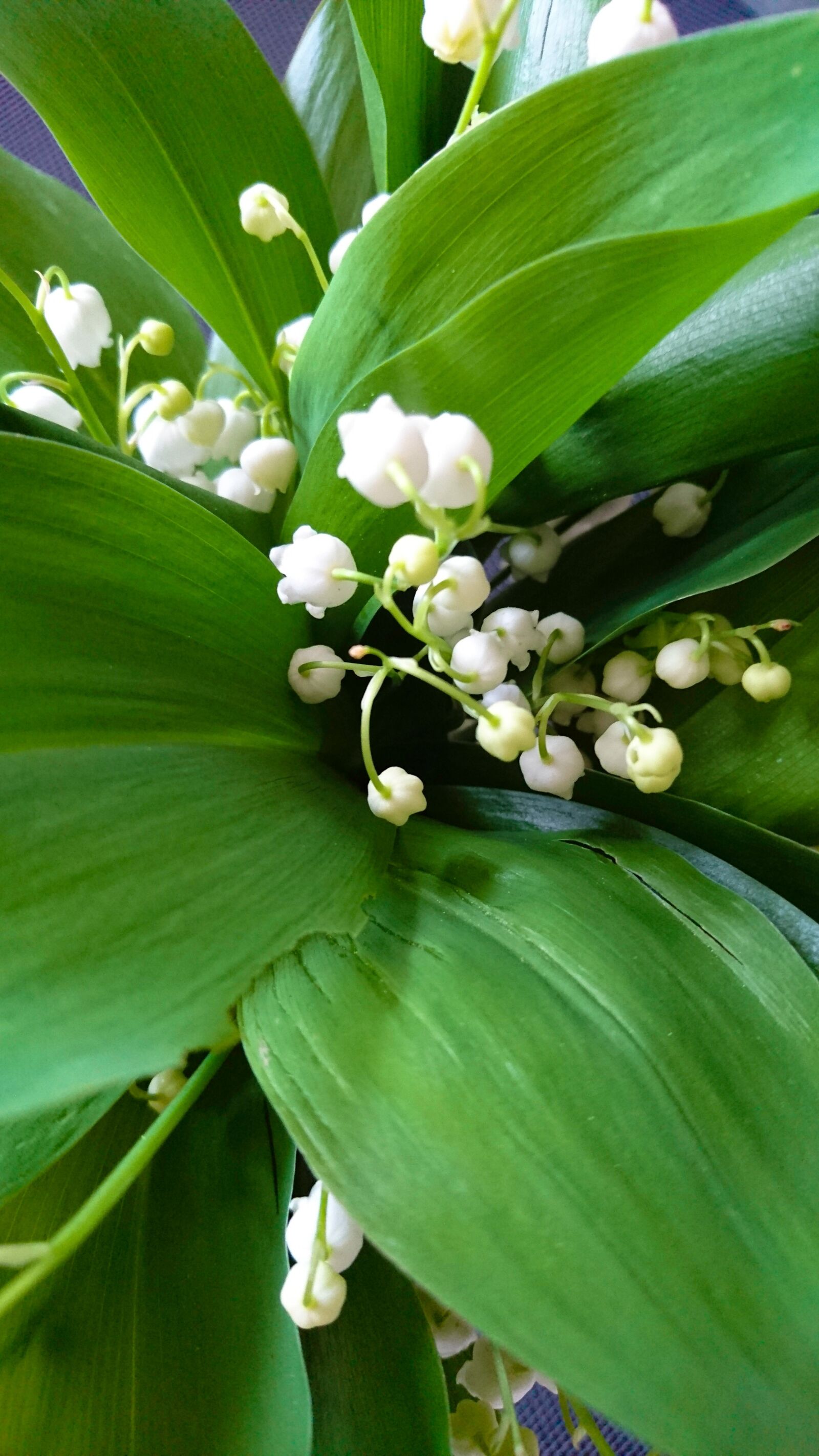 Sony Xperia Z5 sample photo. Nature, leaf, plant photography