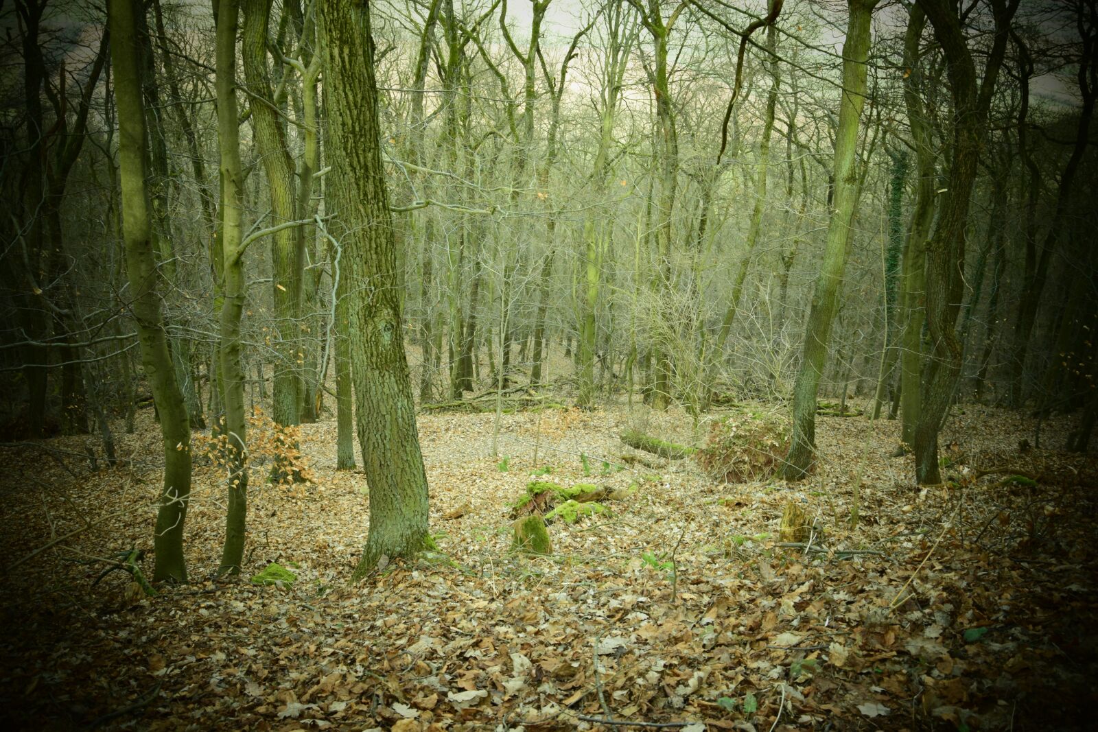 Nikon D3300 sample photo. Weird, forest, abandoned photography