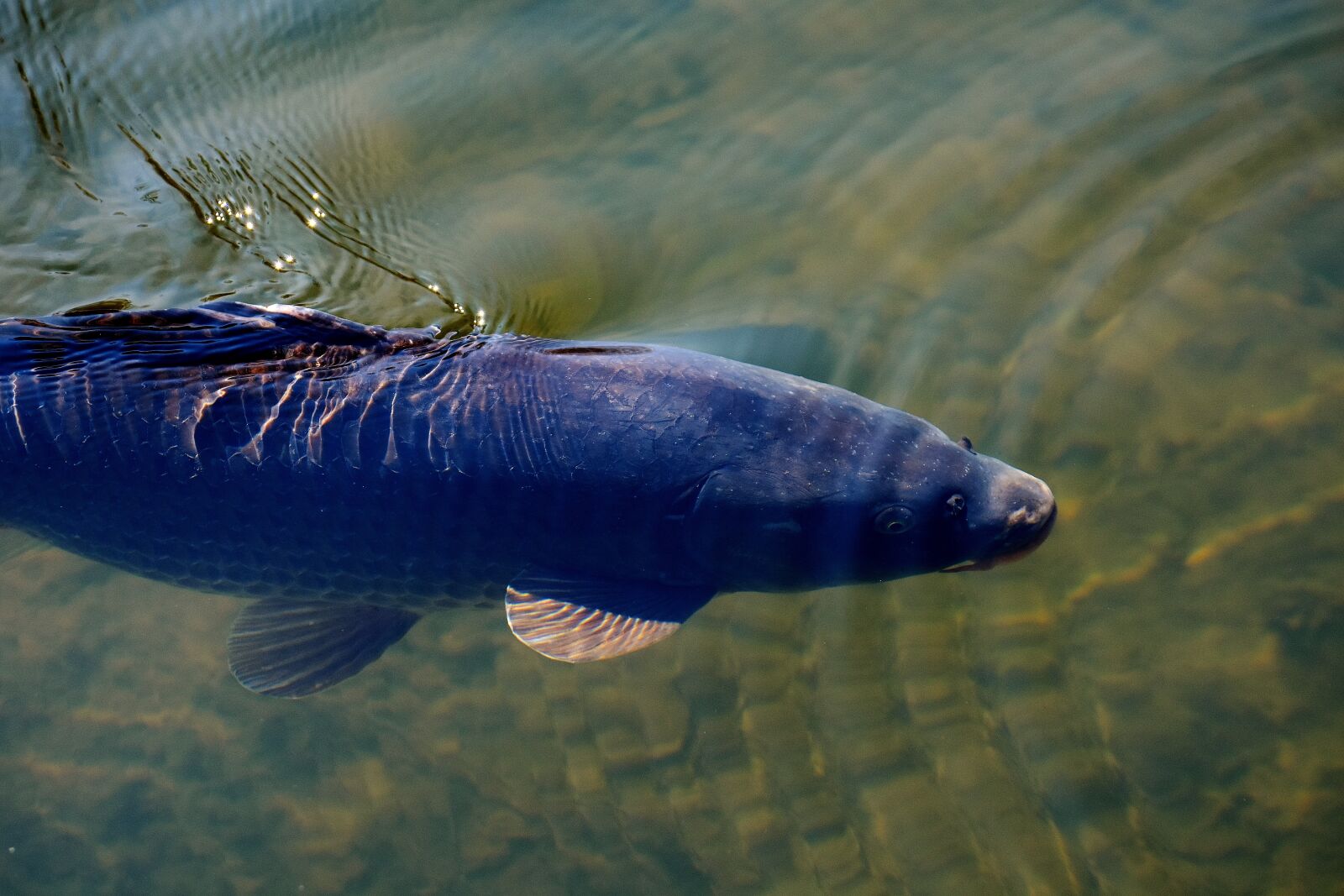 Nikon D7200 sample photo. Carp, pond, water photography
