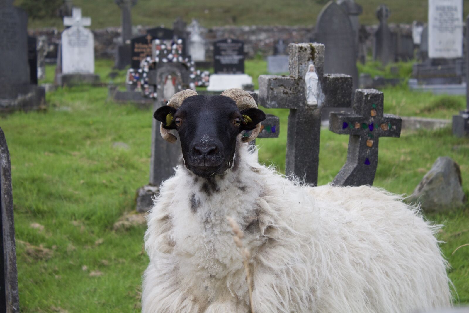 Canon EOS 1200D (EOS Rebel T5 / EOS Kiss X70 / EOS Hi) sample photo. Sheep, ireland, furry photography