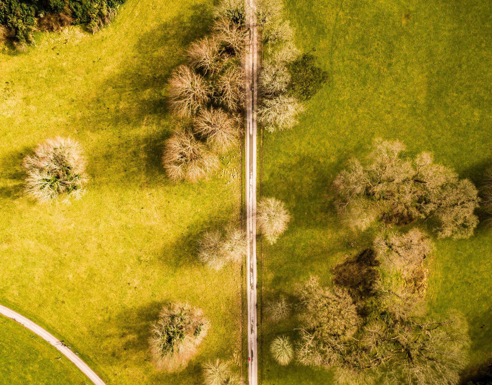 DJI FC220 sample photo. Nature, grass, green photography