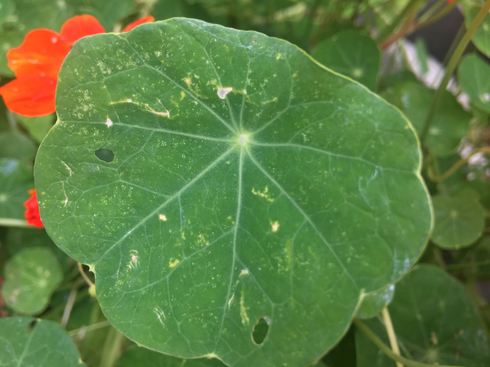 iPhone 6s Plus back camera 4.15mm f/2.2 sample photo. Nature, leaf, close-up photograph photography