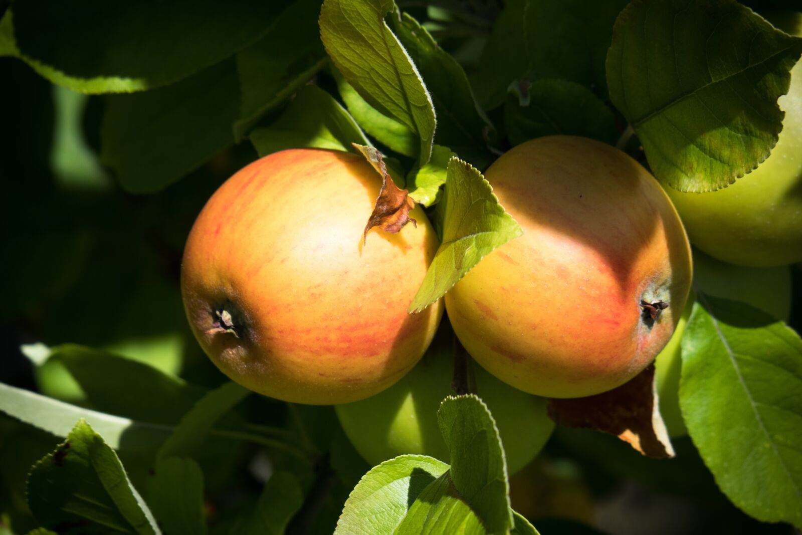 Canon PowerShot G3 X sample photo. Apple, ripe, apple tree photography