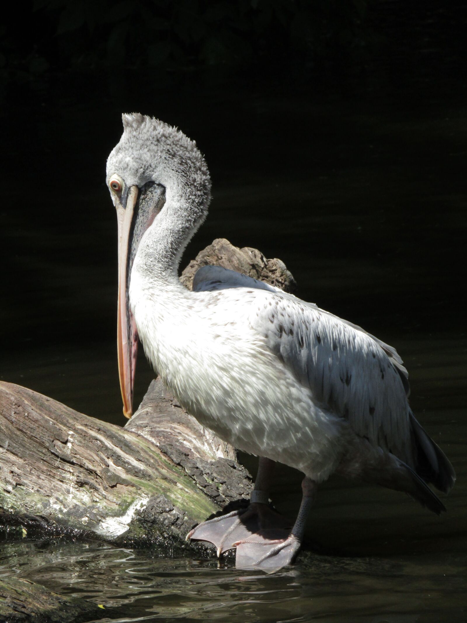 Canon PowerShot SX410 IS sample photo. Pelican, beak, zoo photography