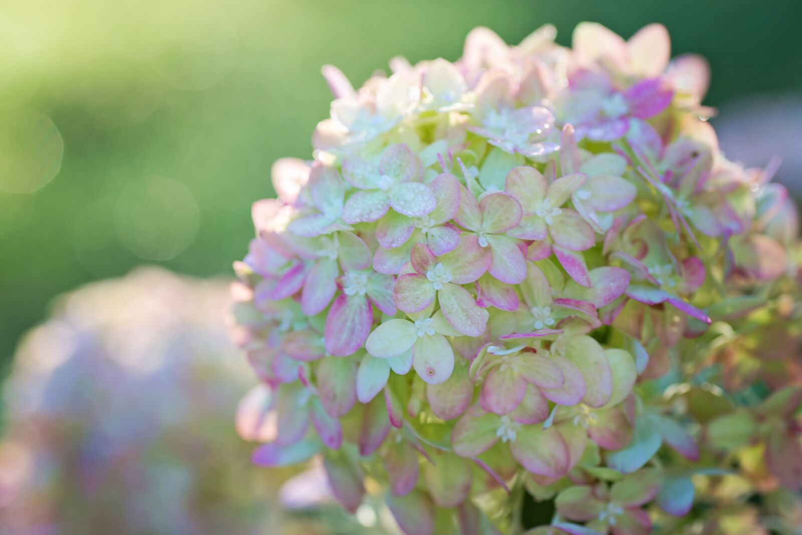 Canon EOS 5D Mark III sample photo. Hydrangeas, pink, green photography
