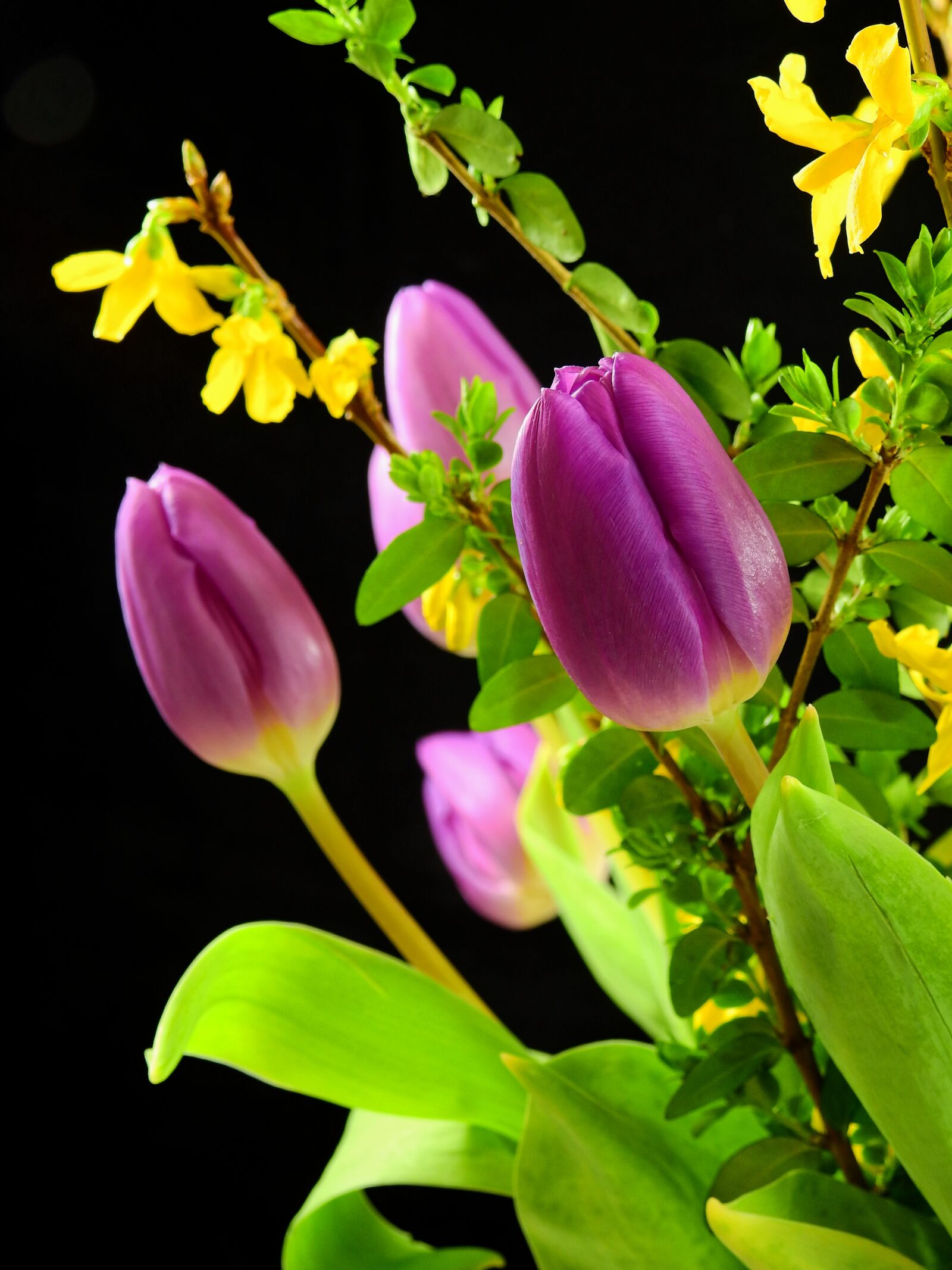 Nikon Coolpix P900 sample photo. Tulips, flowers, blossom photography