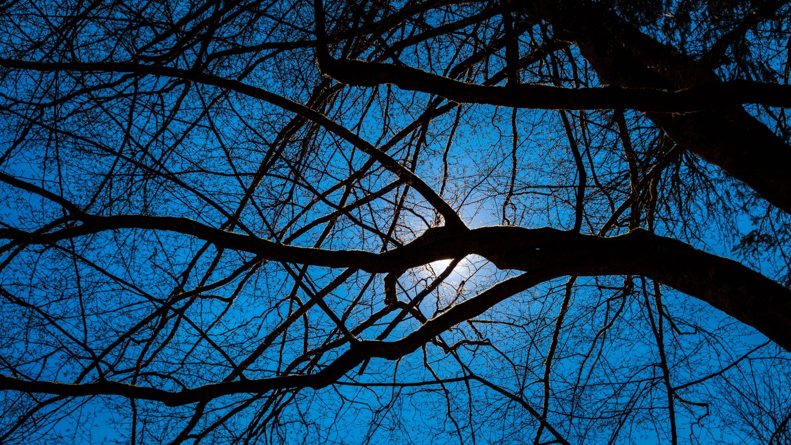 Canon EOS 650D (EOS Rebel T4i / EOS Kiss X6i) sample photo. Branches, forest, moon photography