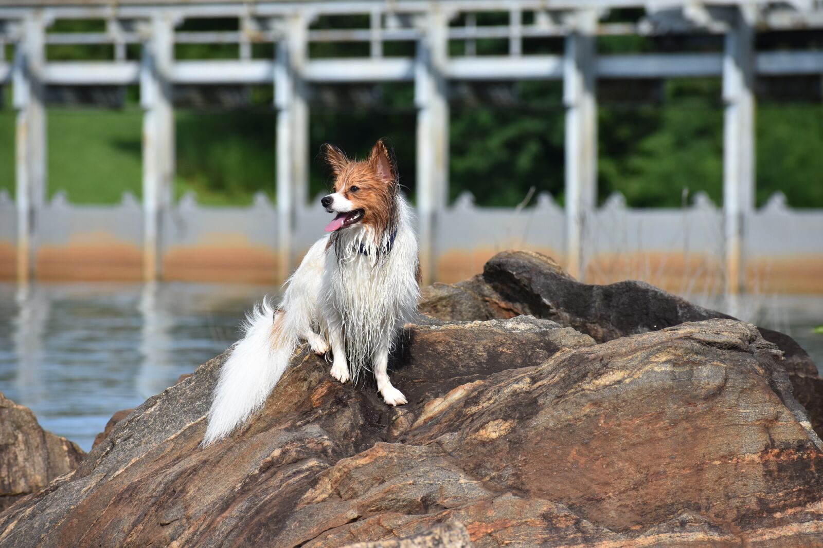 Nikon D3400 sample photo. Dog, pet, puppy photography