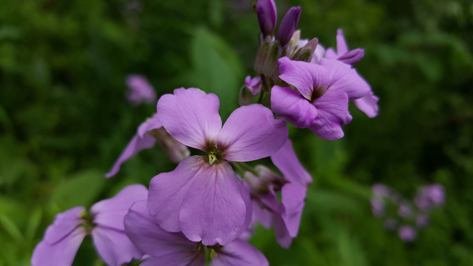 Samsung Galaxy Note5 sample photo. Spring, wild, flowers photography