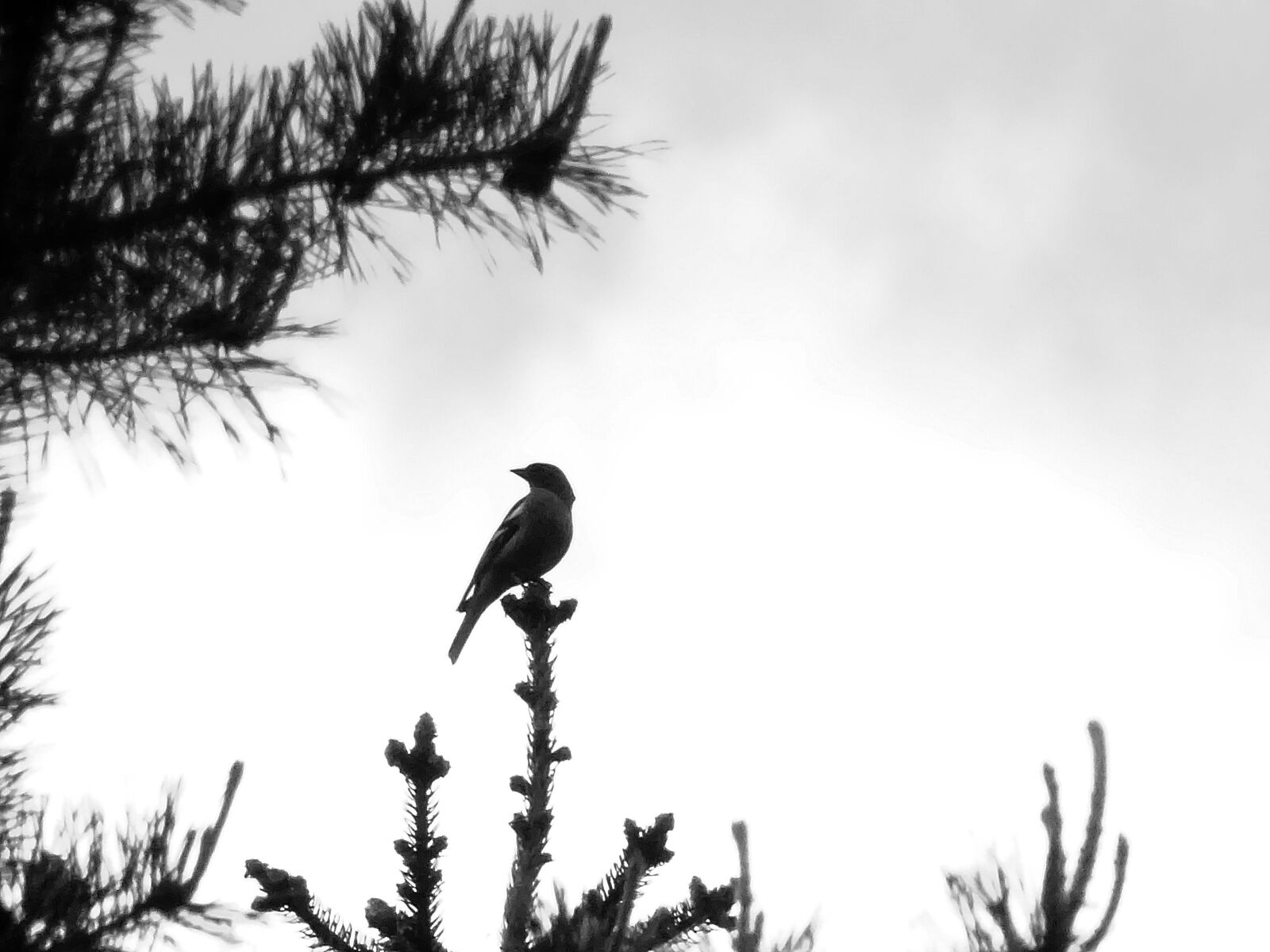 Sony Cyber-shot DSC-HX400V sample photo. Bird, tree, forest photography