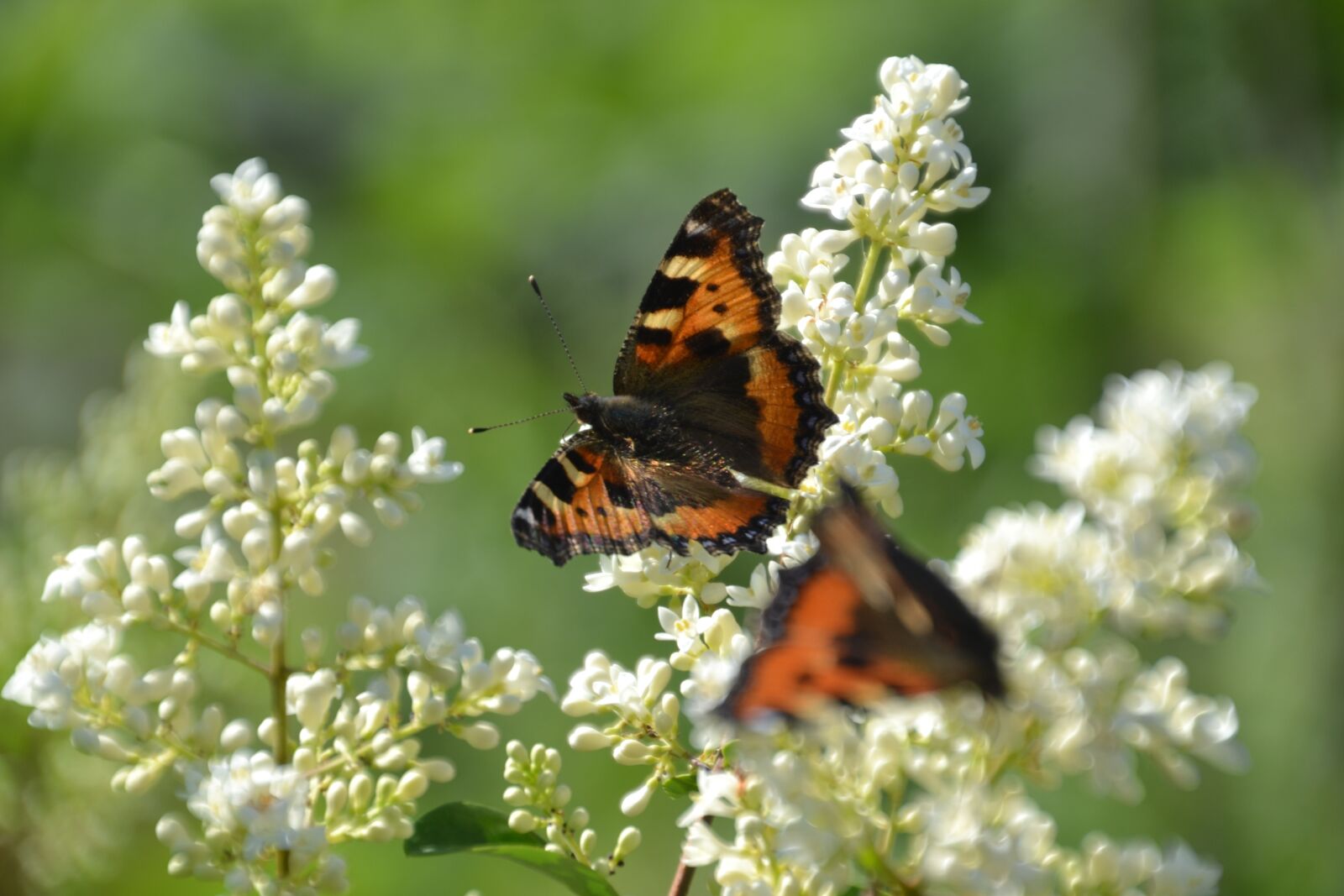 Nikon D3100 sample photo. Butterfly, admiral, insect photography