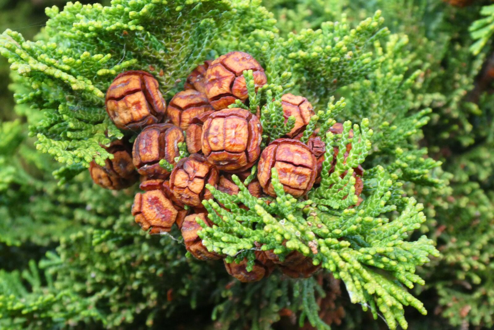 Panasonic Lumix DC-ZS70 (Lumix DC-TZ90) sample photo. Cypress, fruit, cipreskegel photography