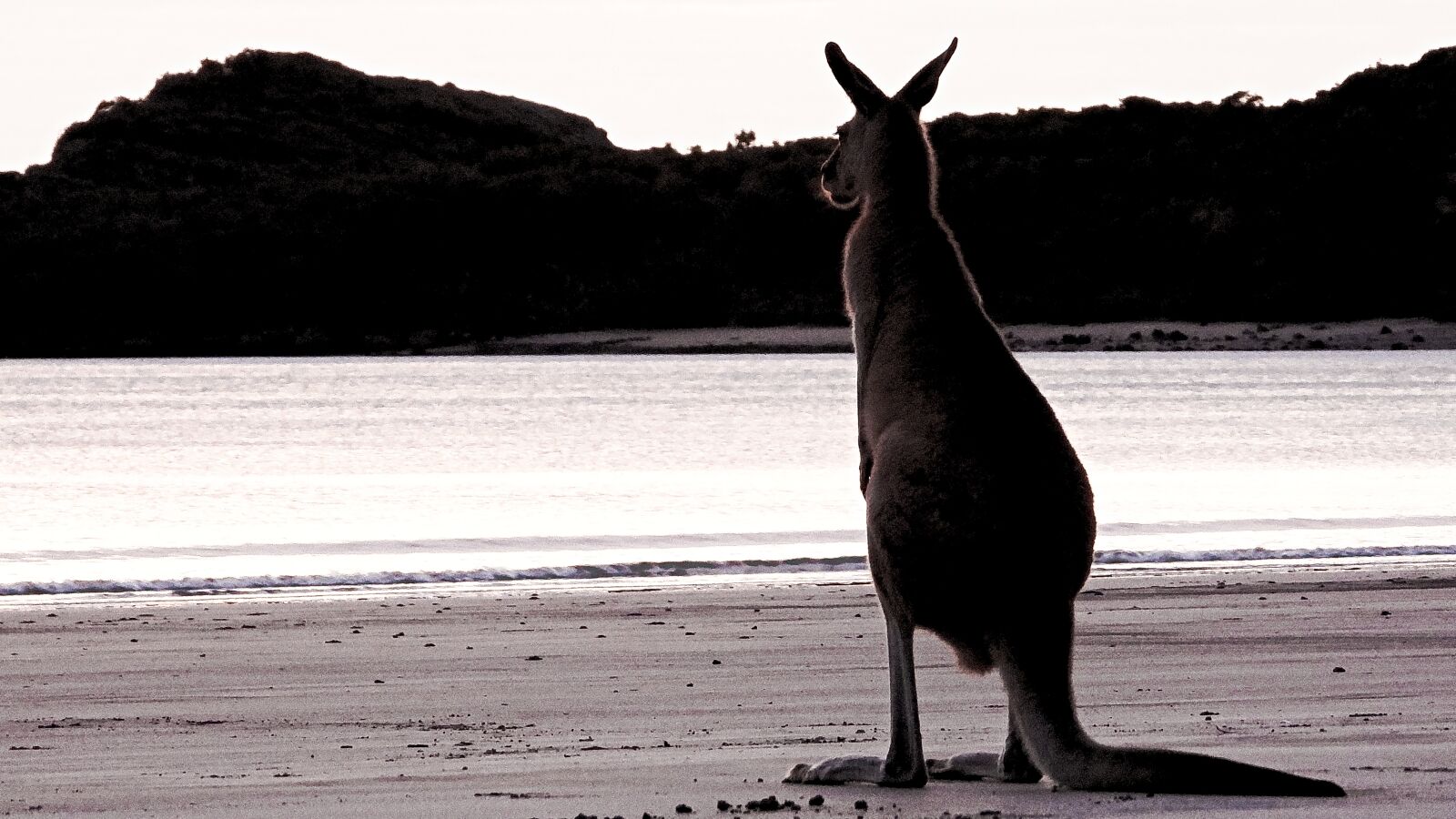 Nikon Coolpix P1000 sample photo. Animal, kangaroo, wallaby photography