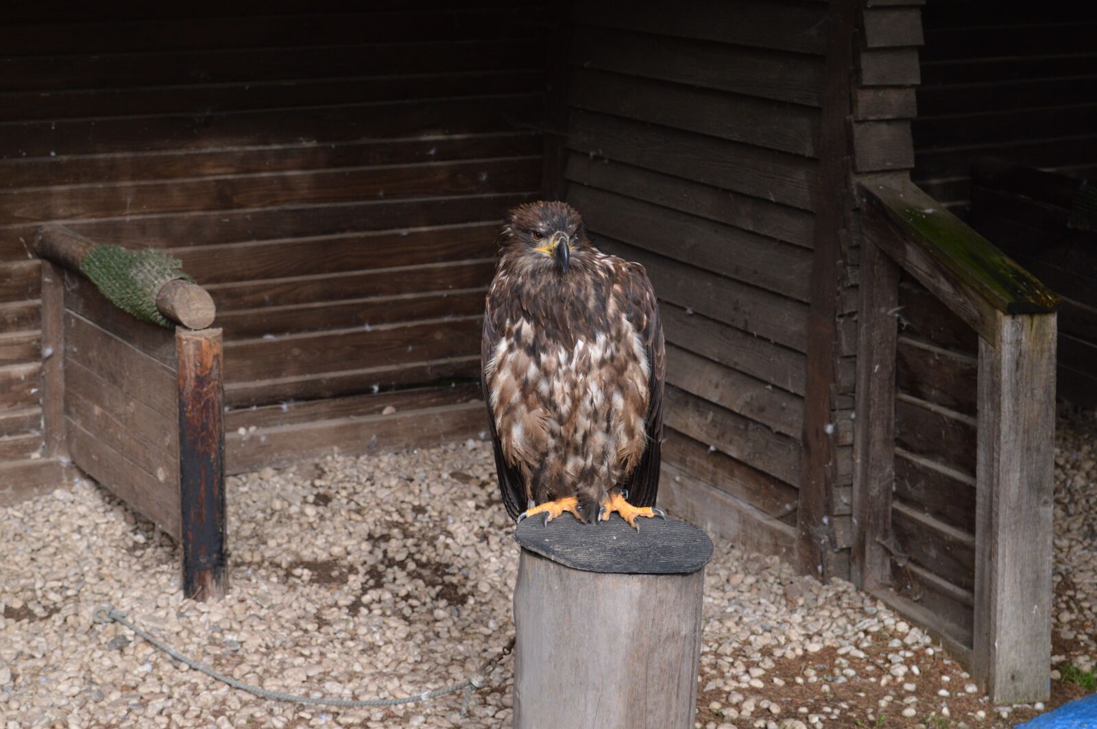 Nikon D3200 sample photo. Raptor, nature, bird of photography