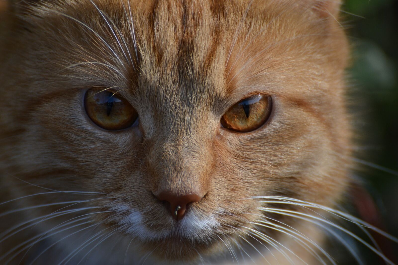Nikon D3100 sample photo. Cat, feline, portrait photography