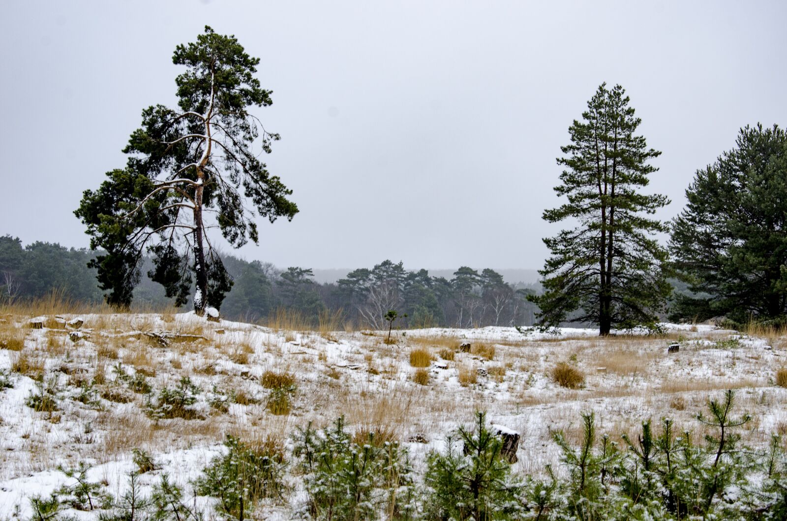 Nikon D7000 sample photo. Snow, heide, trees photography