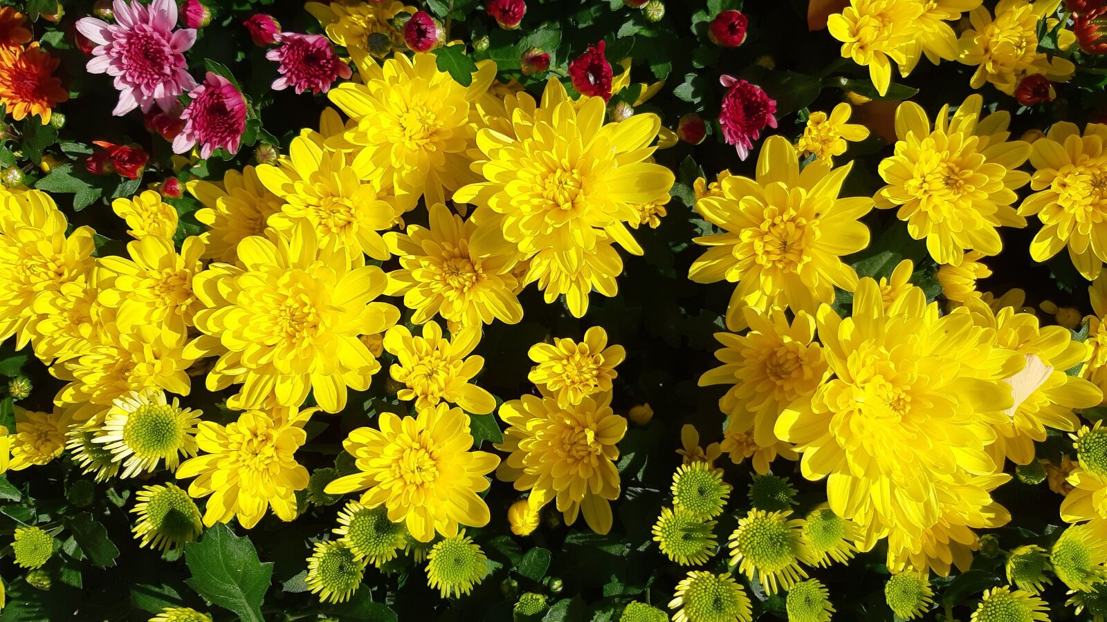 Samsung Galaxy A8(2018) sample photo. Yellow flower, autumn, chrysanthemum photography