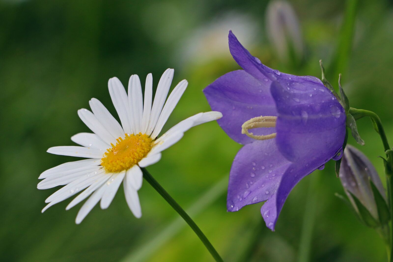 Canon EOS 200D (EOS Rebel SL2 / EOS Kiss X9) sample photo. Flowers, field, daisy photography