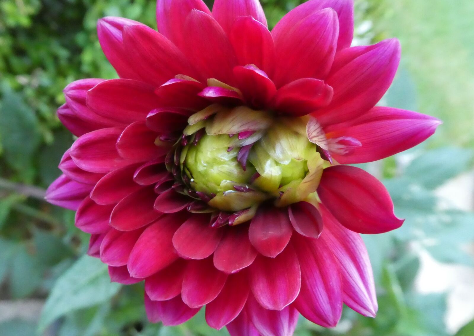 Panasonic DMC-TZ81 sample photo. Dahlia, blossom, bloom photography