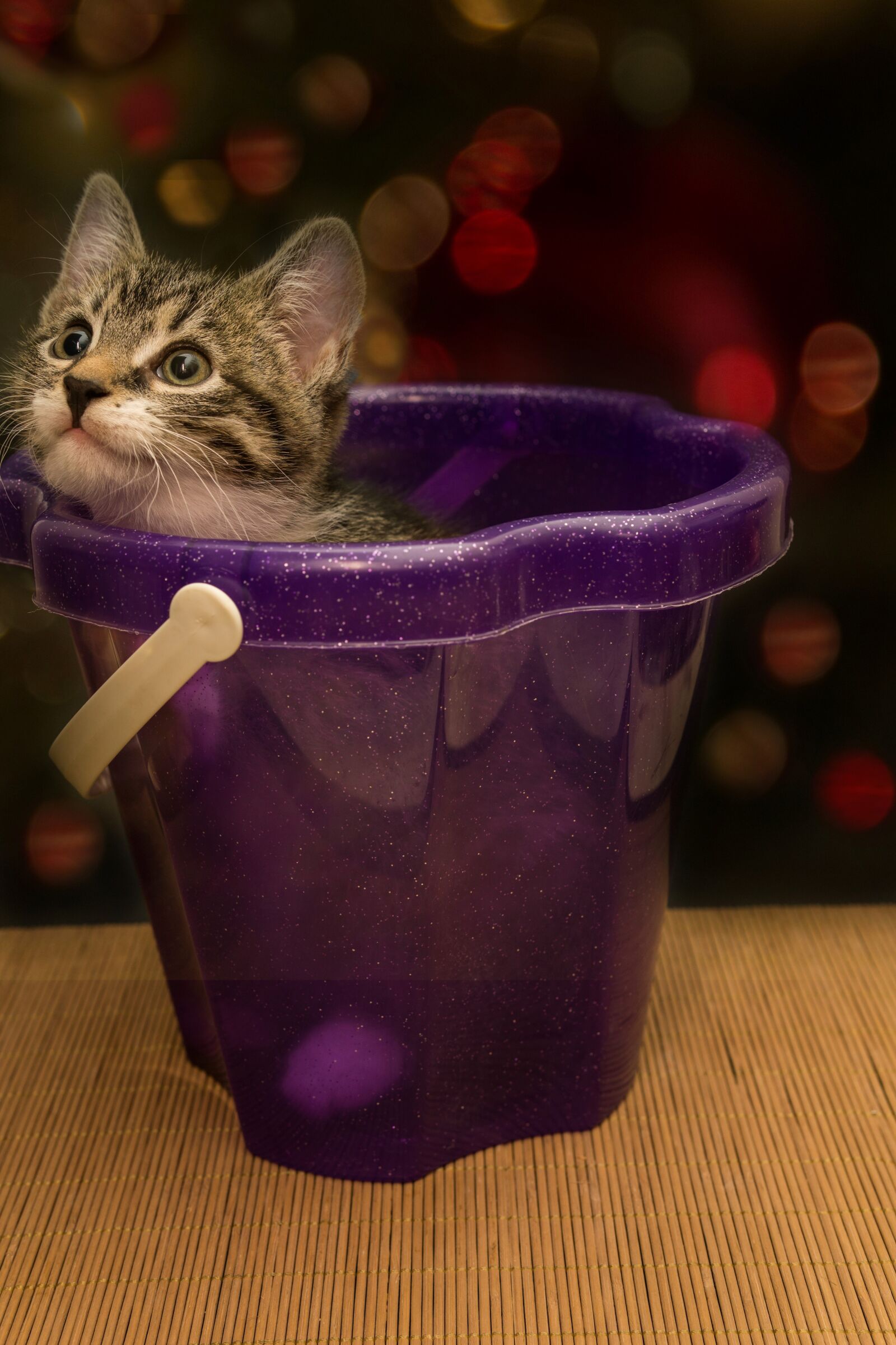 30mm F1.4 DC DN | Contemporary 016 sample photo. Cat, small, mackerel photography