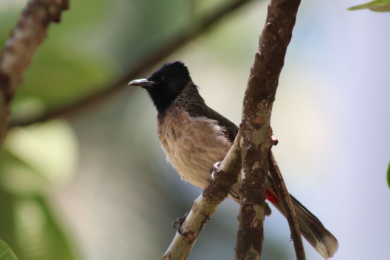 Canon EOS 750D (EOS Rebel T6i / EOS Kiss X8i) sample photo. Sparrow, bird, branch photography