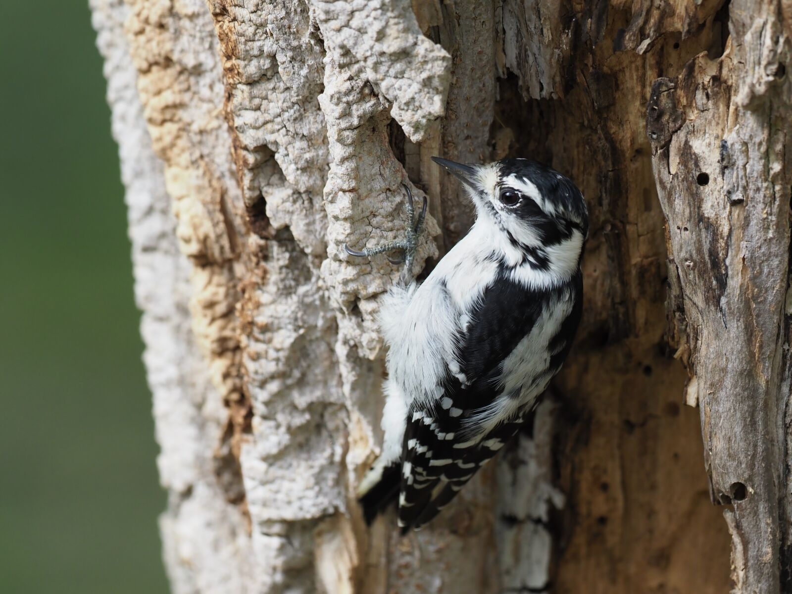 Olympus OM-D E-M1 Mark II + OLYMPUS M.300mm F4.0 sample photo. Downy woodpecker, dryobates pubescens photography