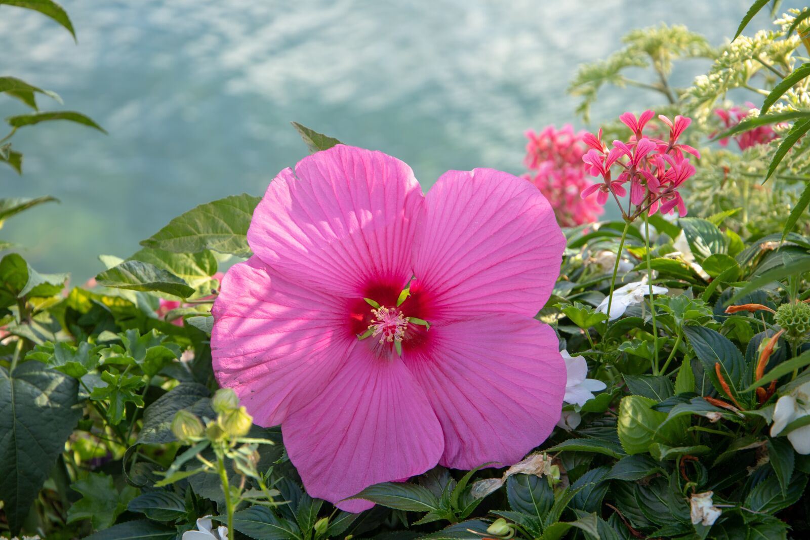 Canon EOS 6D Mark II sample photo. Flower, pink, nature photography