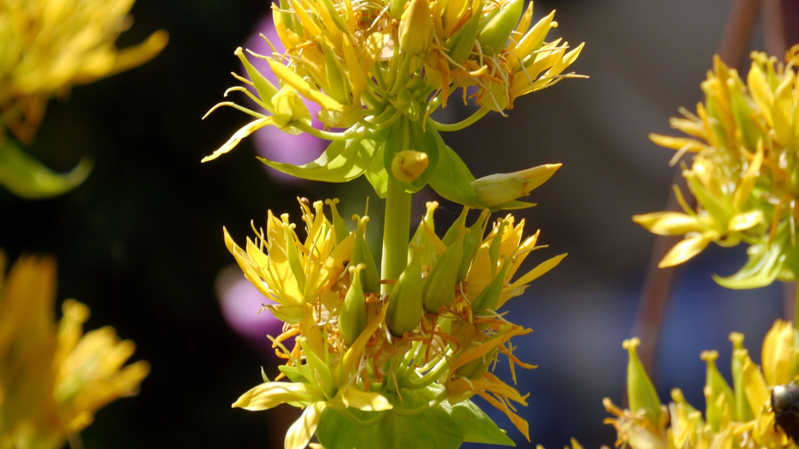 Panasonic Lumix DMC-G5 sample photo. Yvorie, botanical garden, flower photography