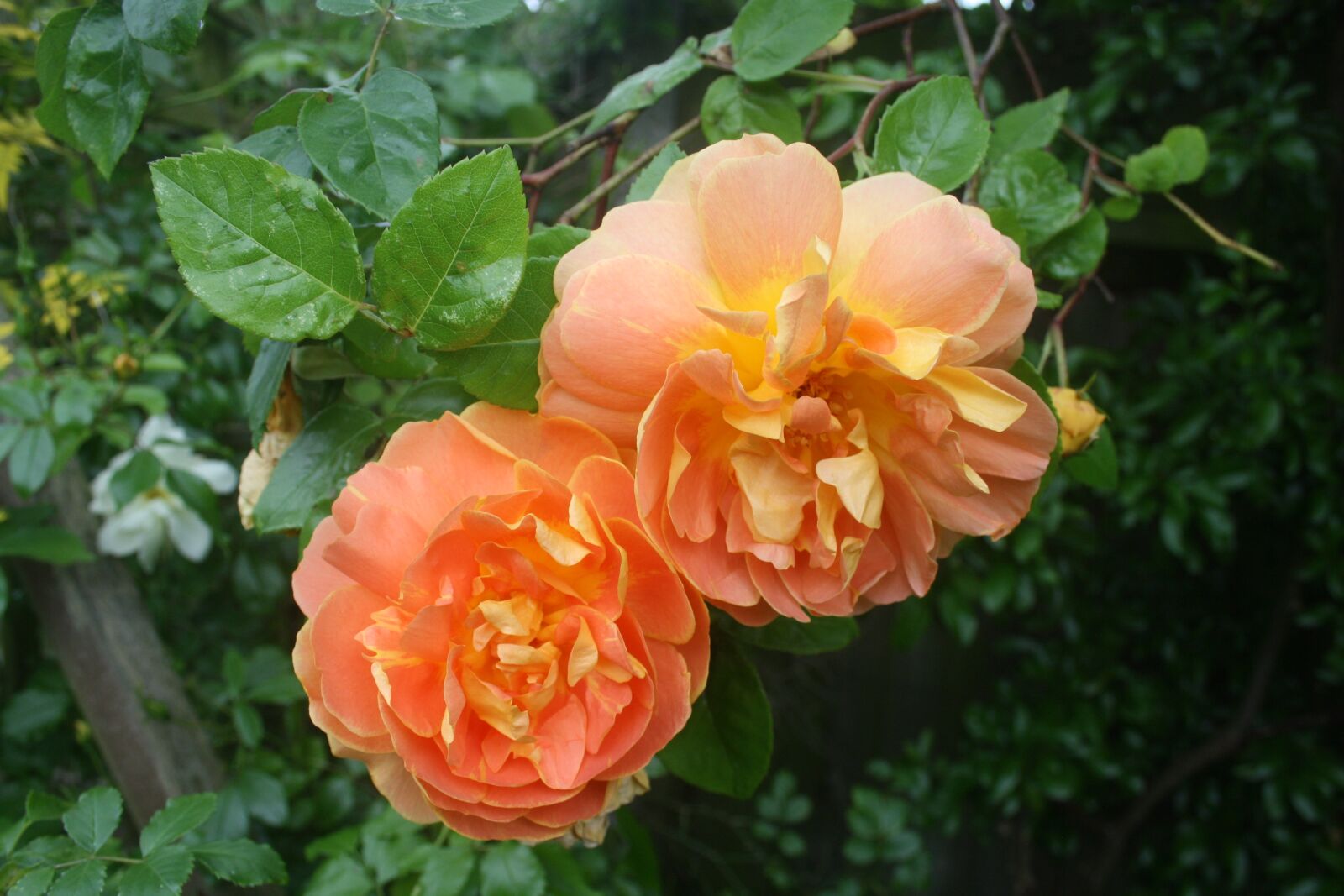 Canon EOS 1000D (EOS Digital Rebel XS / EOS Kiss F) sample photo. Rose, orange, flower photography