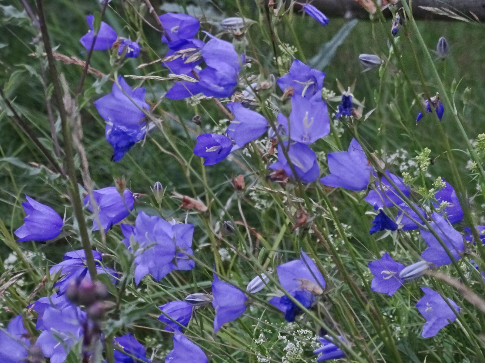 Sony Cyber-shot DSC-HX300 sample photo. Blue bells, flowers, blue photography