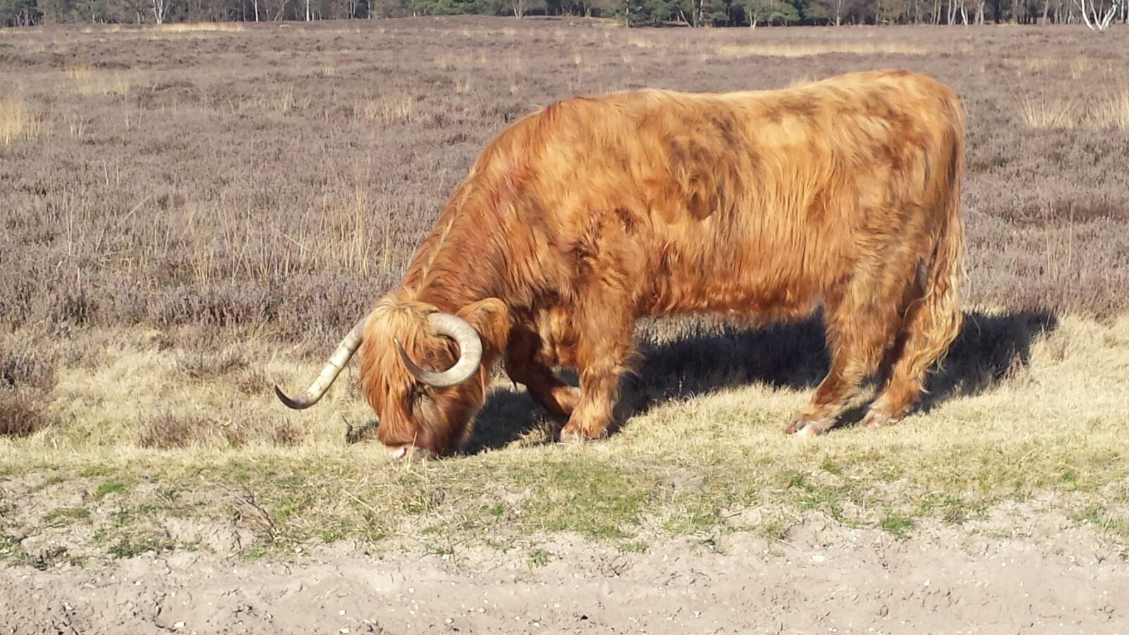 Samsung Galaxy S4 sample photo. Scotland, highlander, cow photography