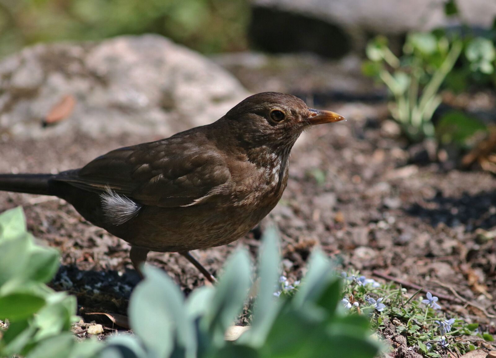 Canon EOS 750D (EOS Rebel T6i / EOS Kiss X8i) sample photo. Female blackbird, bird, feathers photography