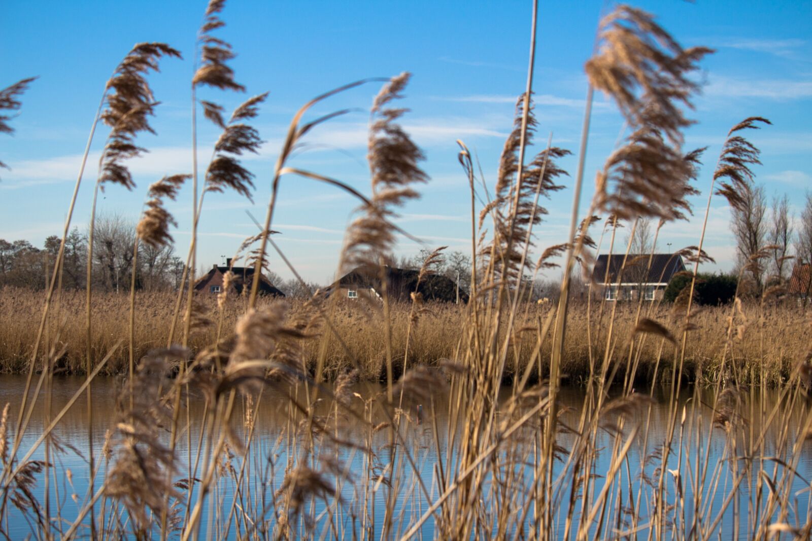 Canon EOS 100D (EOS Rebel SL1 / EOS Kiss X7) sample photo. Reed, water, holland photography
