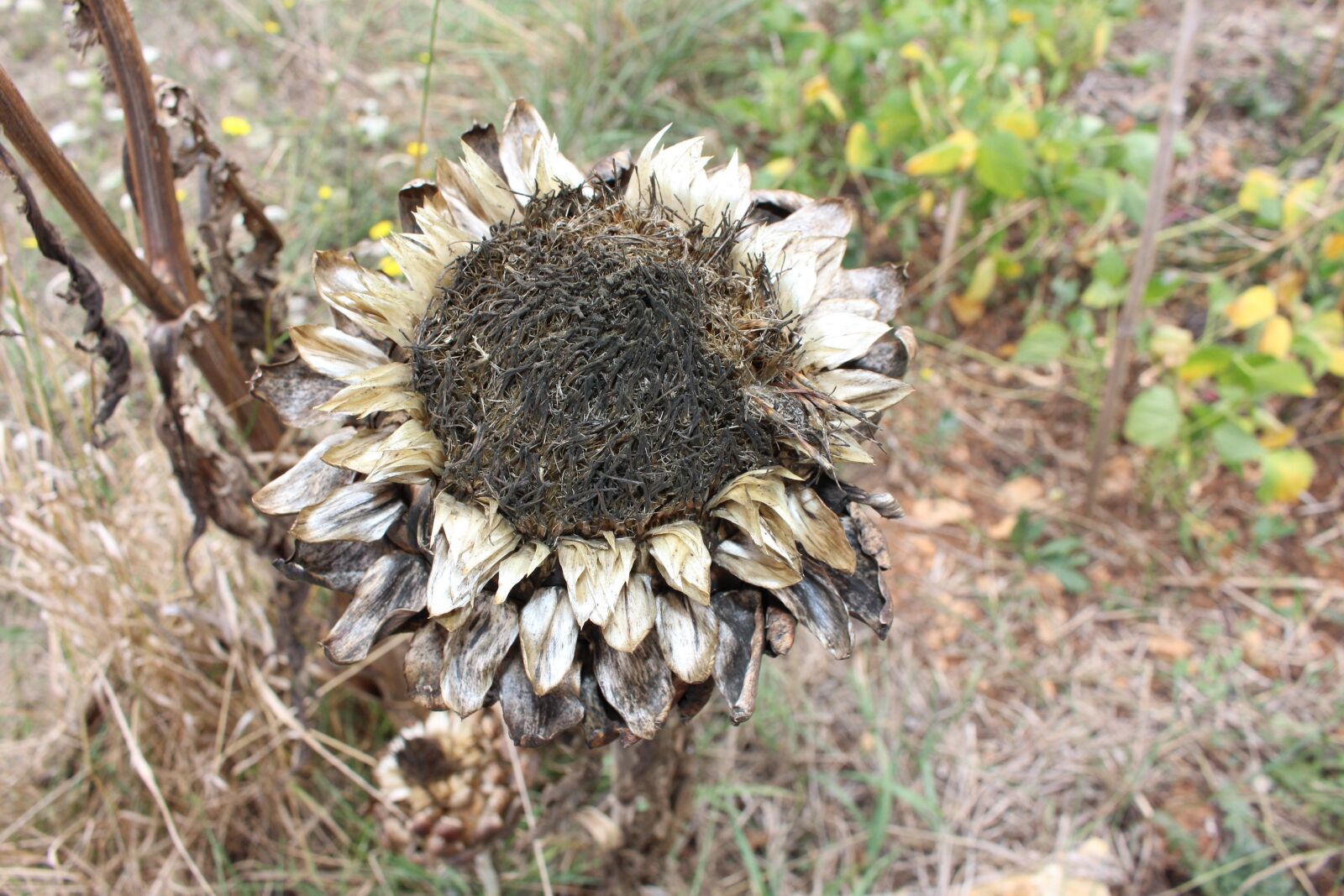 Canon EOS 700D (EOS Rebel T5i / EOS Kiss X7i) sample photo. Artichoke, dry, dried photography