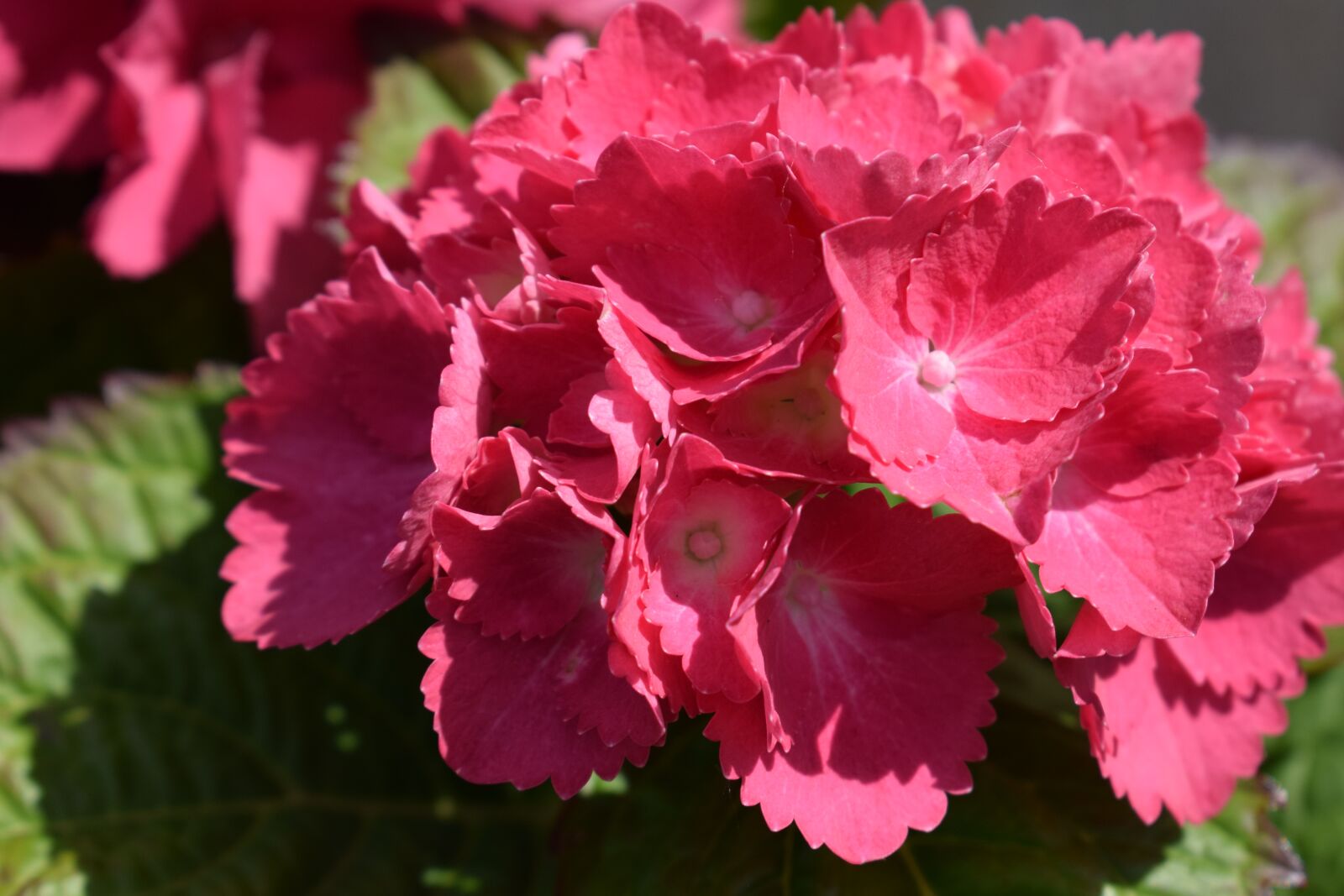 Nikon D3300 sample photo. Hydrangeas, flowers, spring photography
