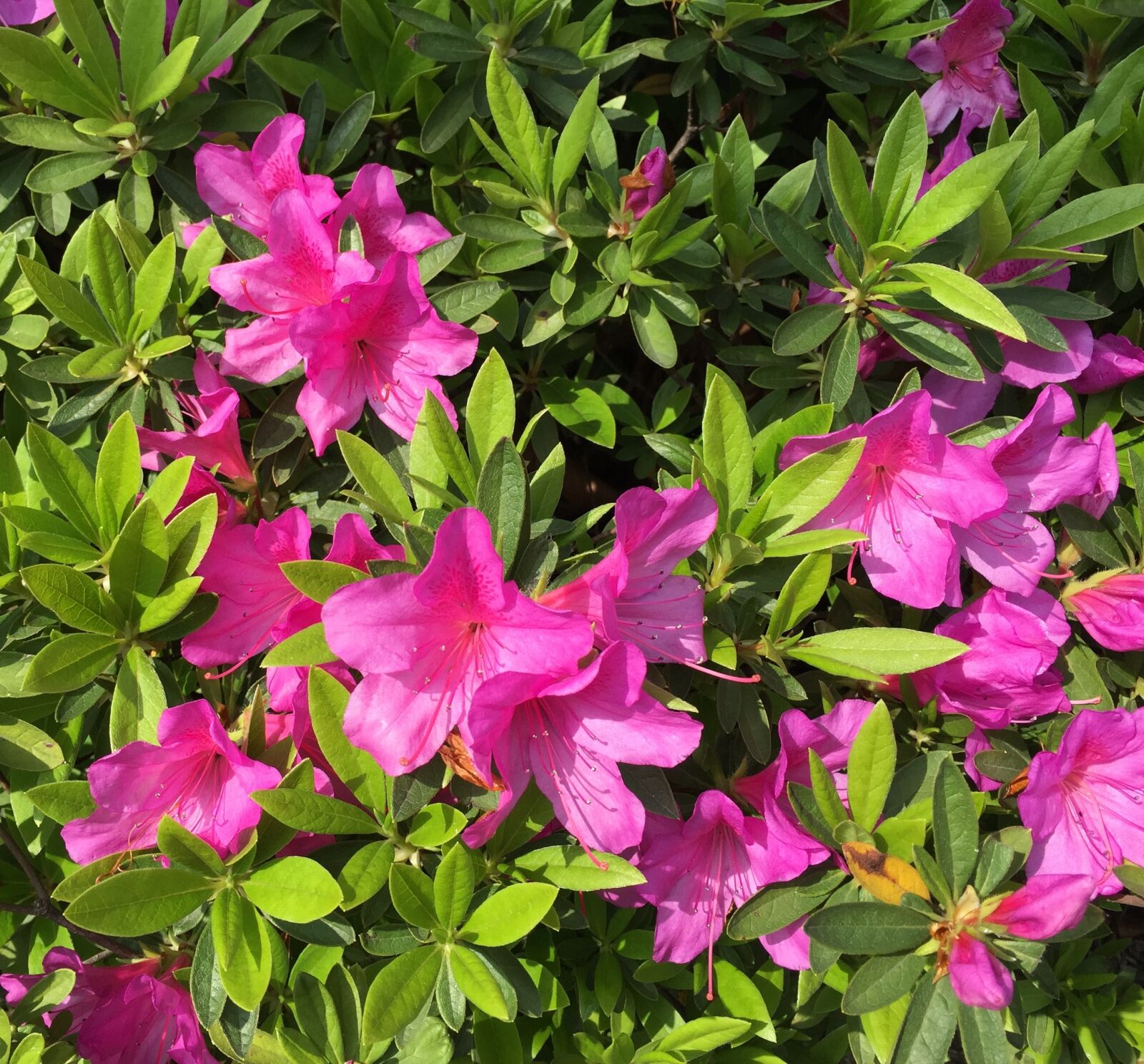 iPhone 6 Plus back camera 4.15mm f/2.2 sample photo. Azalea, flowers, bloom photography