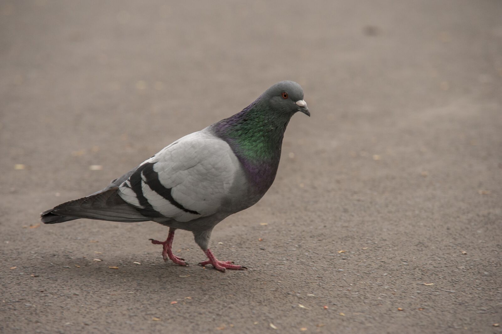 Nikon D700 sample photo. Pigeon, park, birds photography