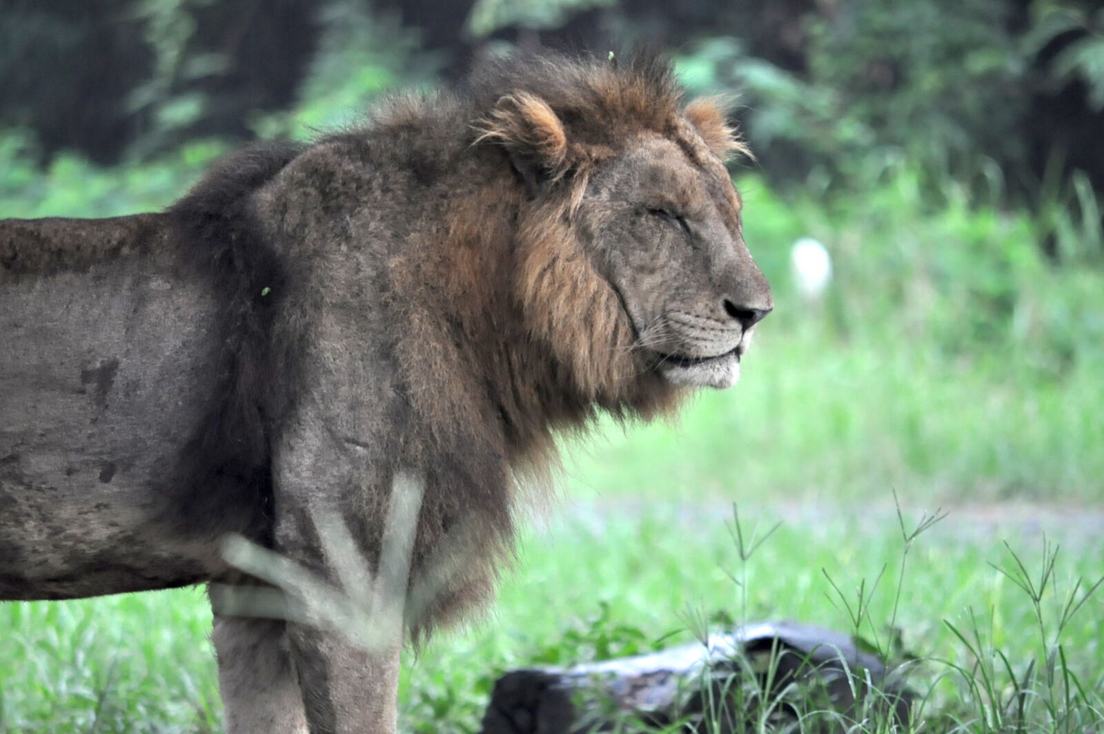 Nikon D5000 sample photo. Africa, animal, big, cat photography
