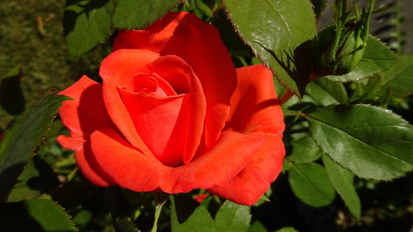 Sony Cyber-shot DSC-WX350 sample photo. Red roses, rose, red photography